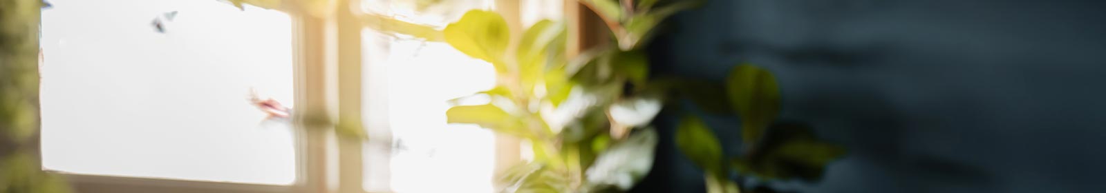 plants by window